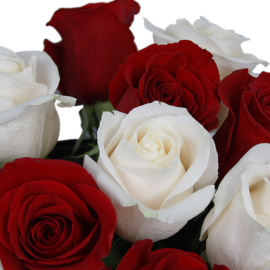 Розы бело красные название. Розы красные и белые. Красные и белые розы ПРГ.
