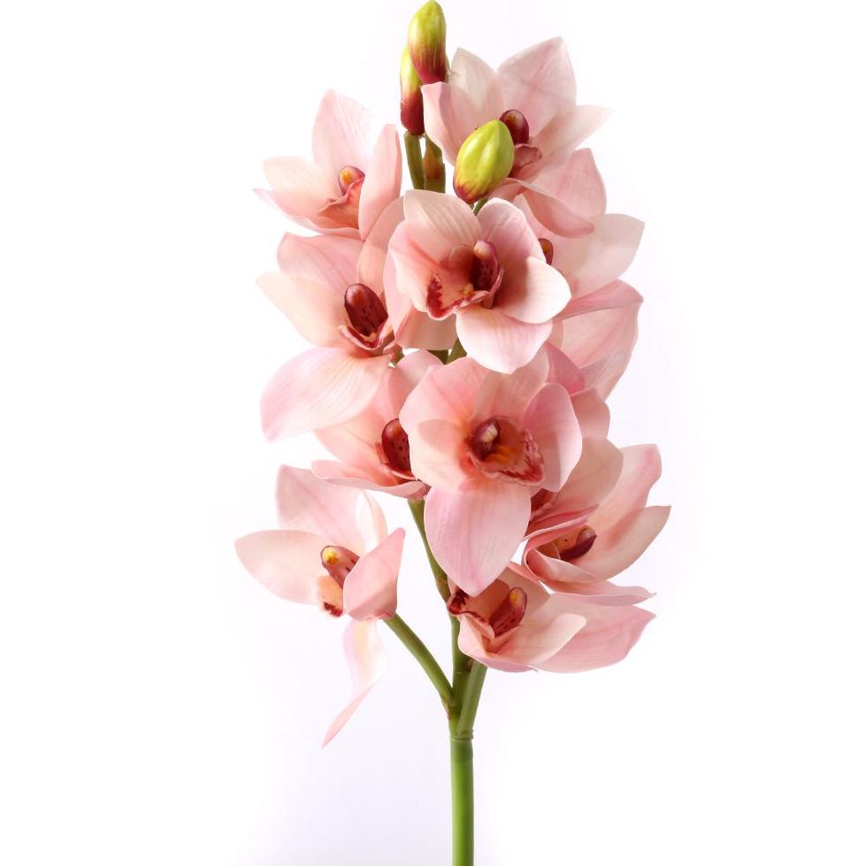 Орхидея цветы цена за штуку купить доставка цветов киров