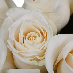 Белые розы в черной шляпной коробке