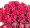 Розы красные Розы красные