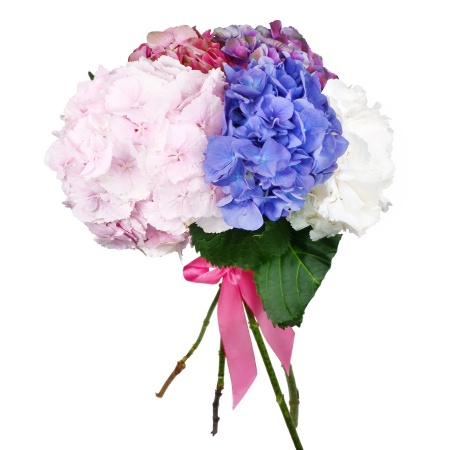 Букет "5 гортензий микс"