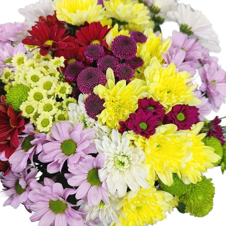 Хризантемы кустовые
