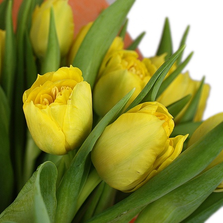 Букет "15 желтых тюльпанов в крафте"