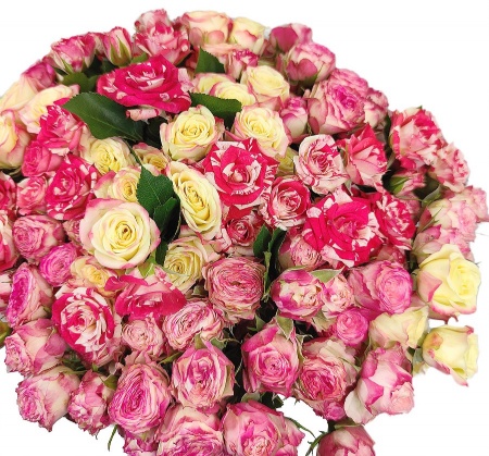 Розы кустовые