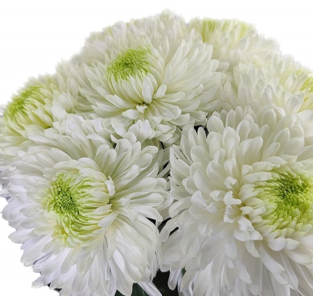 Хризантемы