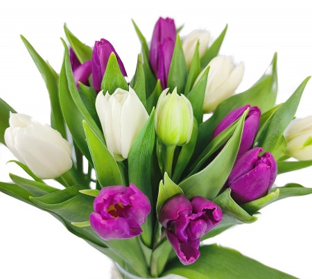 Тюльпаны микс